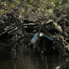 White-collared Kingfisher