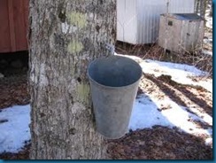 maple syrup harvesting