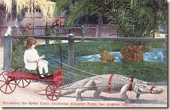 10-16-alligator-farm