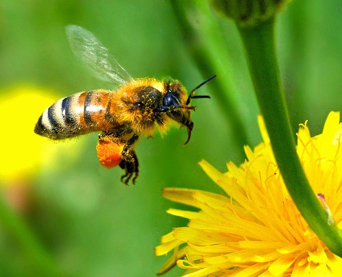 [Bee-on-yellow-flower2.jpg]