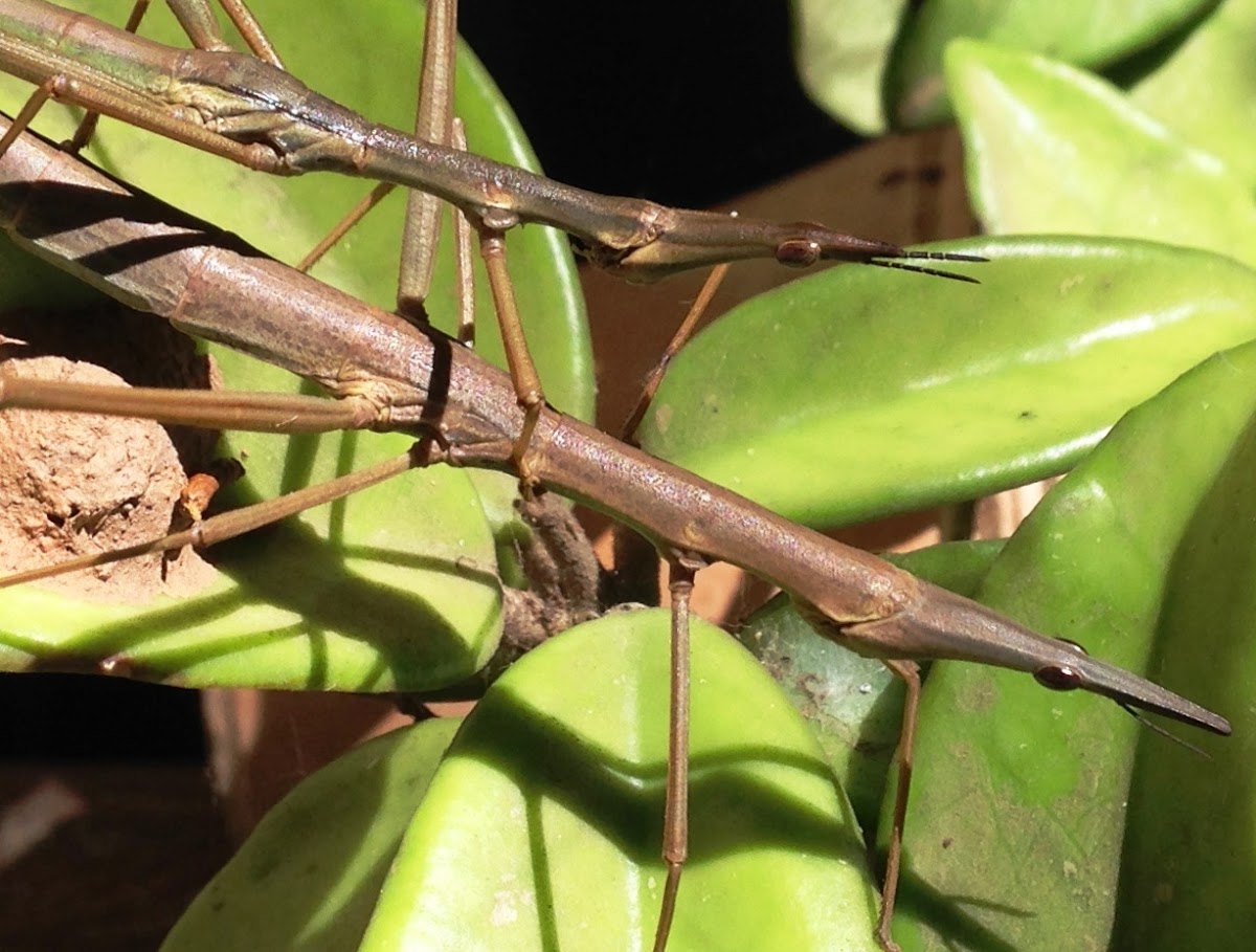 Stick insect. Insecto palo