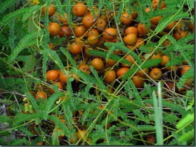 Palmetto berries