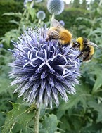 bees on echinops2