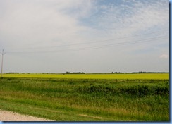 8334 Manitoba Trans-Canada Highway 1 - canola field