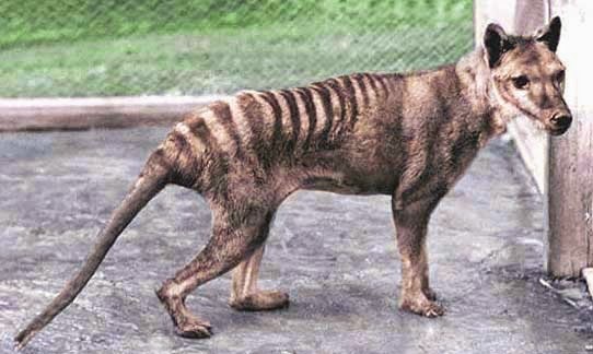 [thylacine___recolored_by_classicalguy-d5fv43z%255B15%255D.jpg]