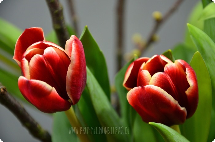 rote Tulpen (08) mit Kirschblütenzweigen am FridayFlowerday