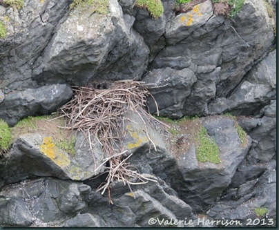 10-ravens-nest