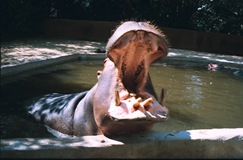 2003.08.26-163-08 hippopotame