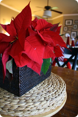 decorating with poinsettias