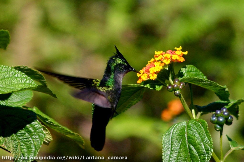 [1024px-Antillean_crested_hummingbird_feeding%255B2%255D.jpg]