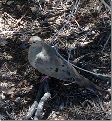 Mother Mourning Dove 8-9-2013 11-10-34 AM 2042x2206