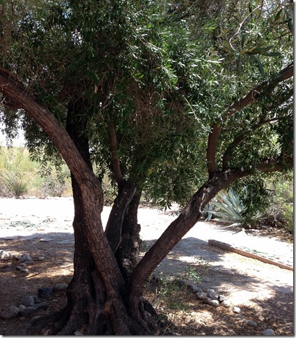 Olive tree 7-15-2013 1-25-25 PM 2448x3264