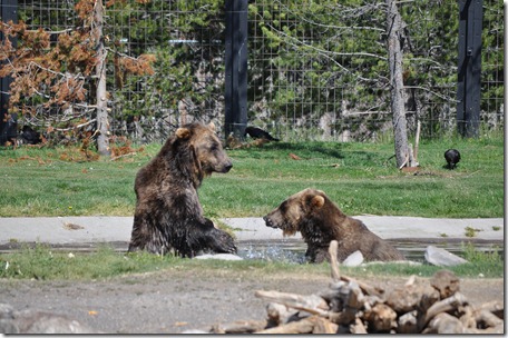 Yellowstone NP & Grizzly & Wolf Ctr 236