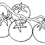 tomate-%252525285%25252529.jpg