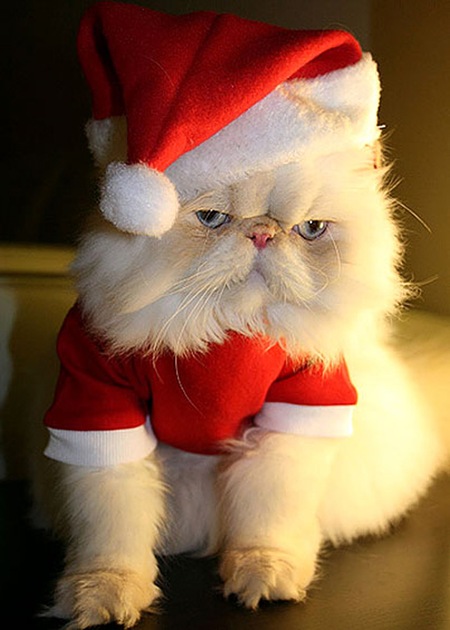 Santa-Cat-l