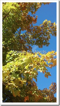 tree leaves