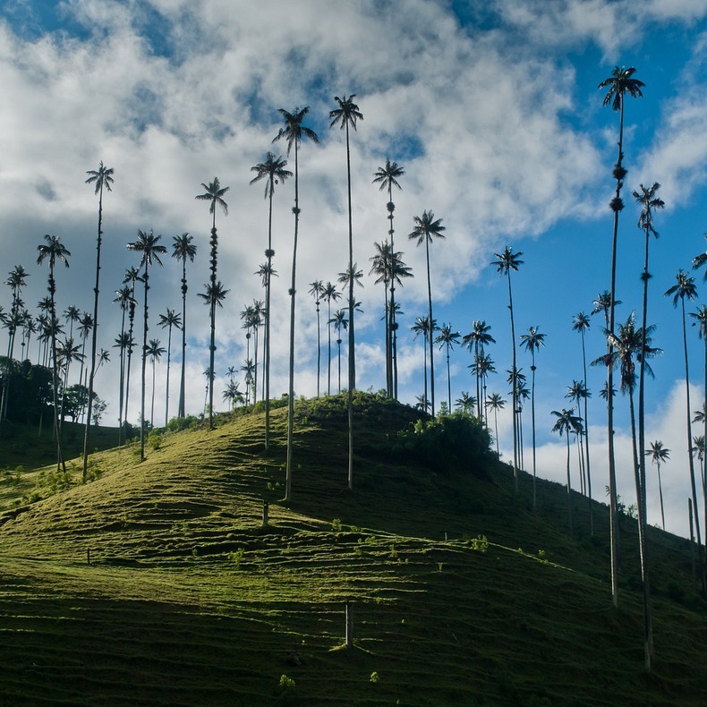 cocora-valley-7