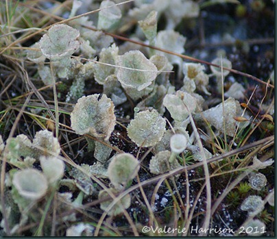 7-lichen