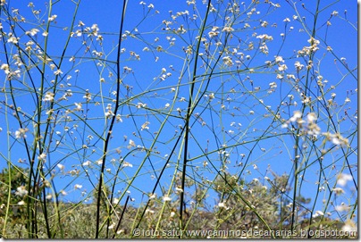 2570 Cascajales-Valsequillo(Colderrisco G.C.) 2570 Cascajales-Valsequillo(Colderrisco G.C.)