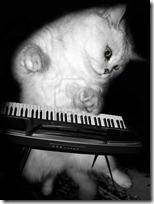gato pianista blogdeimagenes (16)