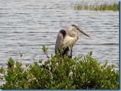 7779 Black Point Wildlife Drive, Merritt Island National Wildlife Refuge, Florida - Great Blue Heron