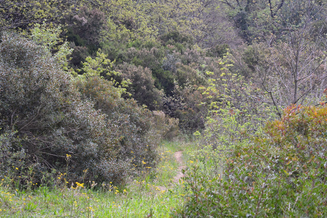 Biotope de Zerynthia cassandra. Parco Naturale Monti Livornesi, 11 avril 2014. Photo : L. Voisin