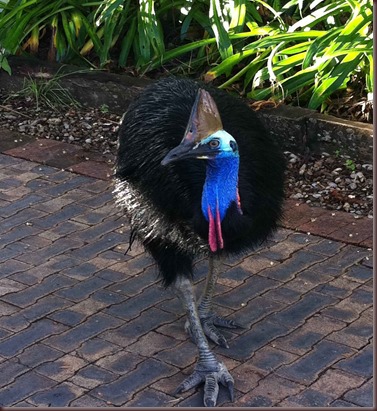 Amazing Animal Pictures The cassowary (7)