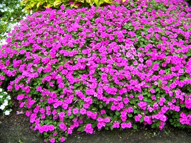 [impatiens-walleriana44.jpg]