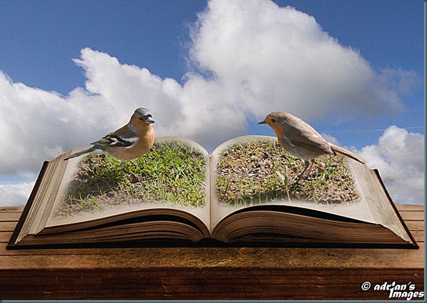 POPUP-BOOKbirds