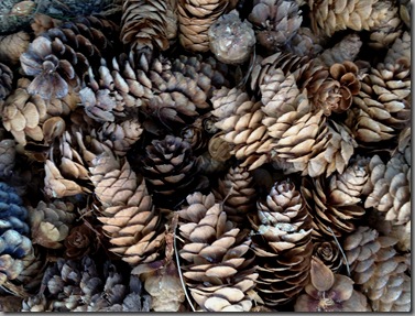 cones of white spruce