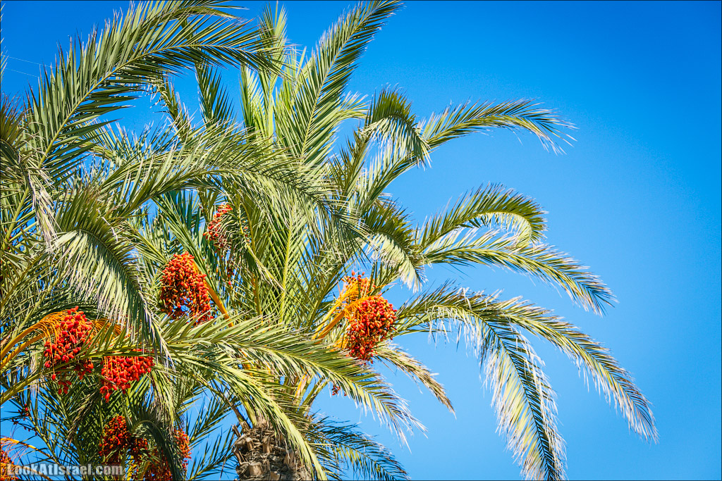 Кейсария | Caesarea | קיסריה |  LookAtIsrael.com - Фото путешествия по Израилю