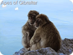 032 Apes of Gibraltar
