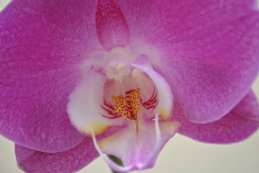 [Orchid%25209%255B4%255D.jpg]