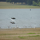 Cattle Egret