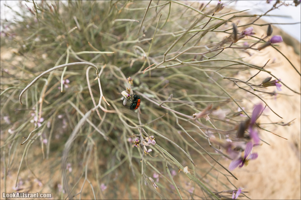Водоёмы (колодцы) Луц | Lutz cisterns | בורות לוץ | LookAtIsrael.com - Фото путешествия по Израилю