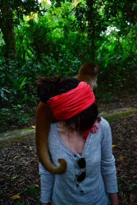 Jungla amazoniana: Insula maimutelor