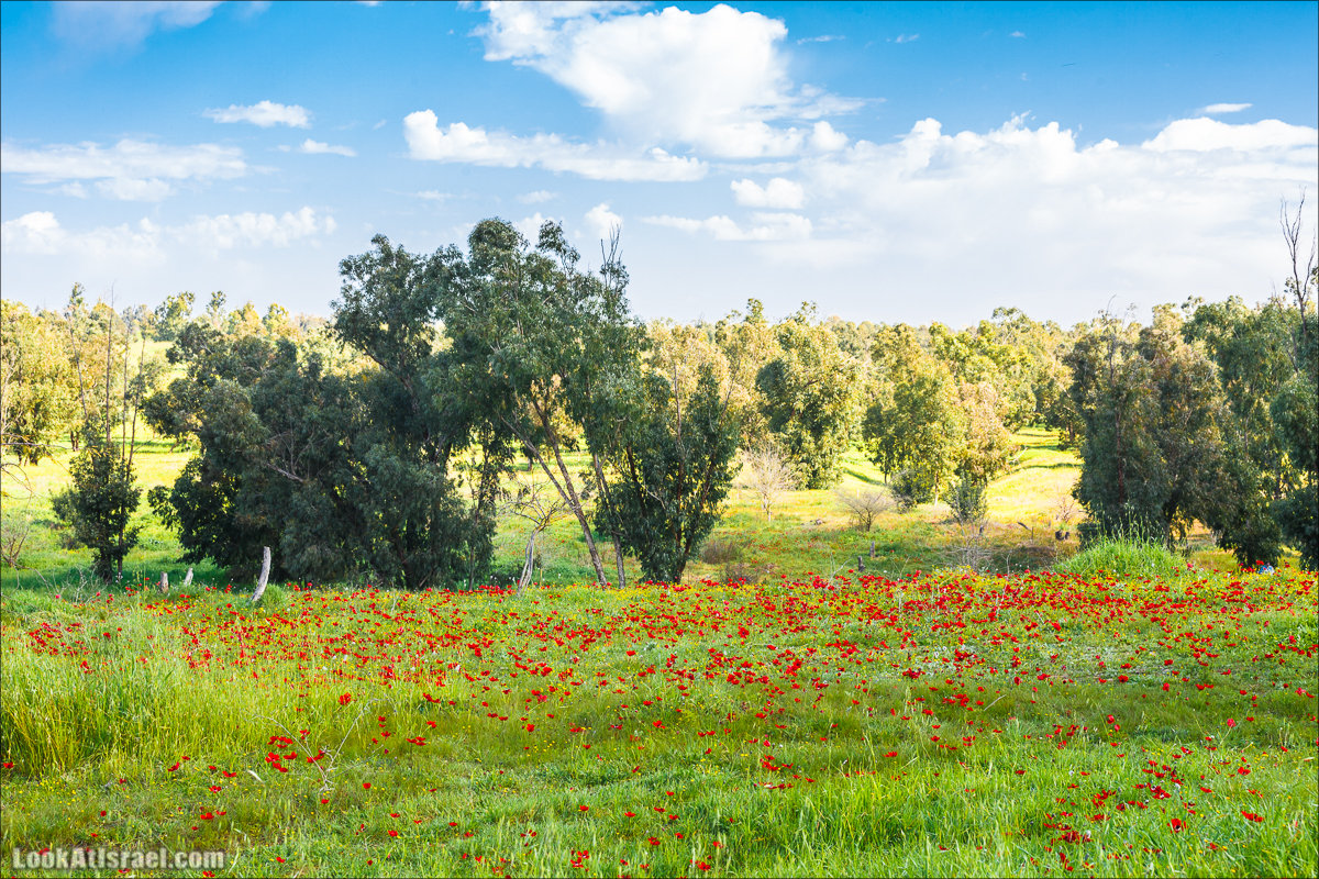 Анемоны (каланиет) пустыни Негев - Фестиваль Даром Адом в LookAtIsrael.com - Фото путешествия по Израилю | Red South festival of anemones in Negev | דרום אדום - קלניות בבארי