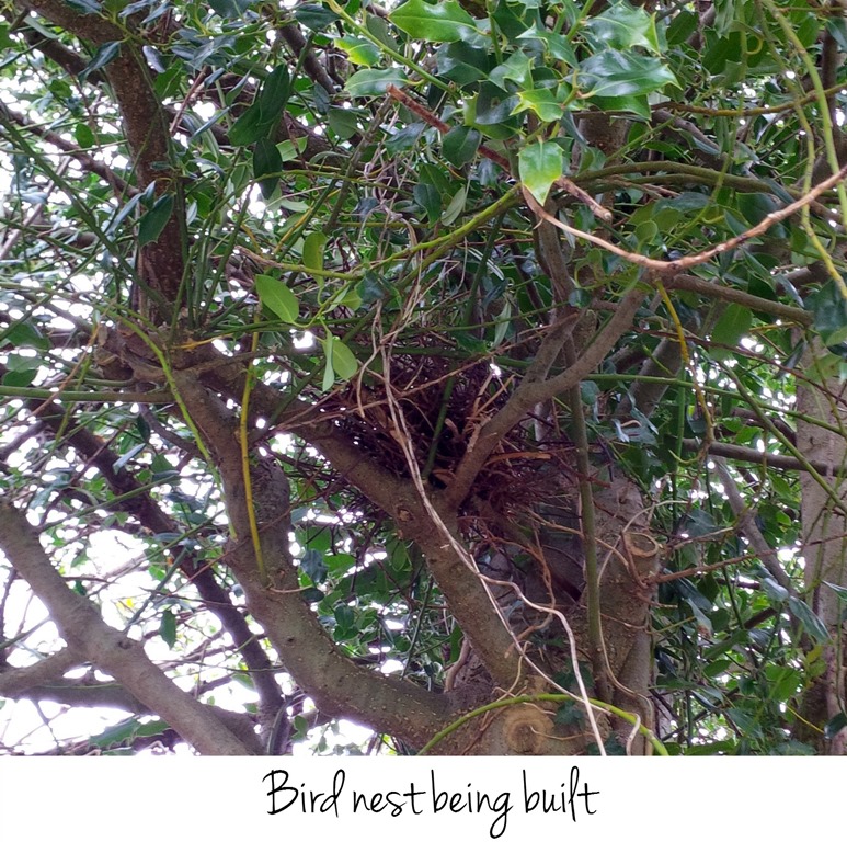 [bird-nest6.jpg]