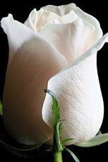 white rose2