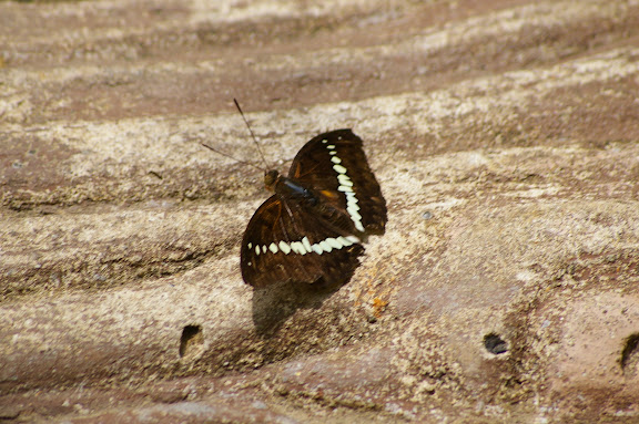 Bassarona teuta bellata DRUCE, 1873. Poring (Sabah, Malaisie, Bornéo), 31 juillet 2011. Photo : J.-M. Gayman