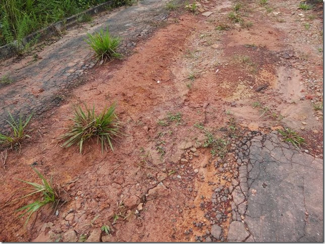 BR-319_Humaita_Manaus_Day_3_DSC05508