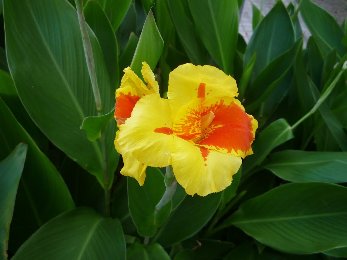 Canna generalis. Achira