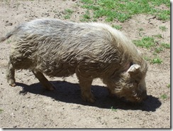 2012.06.02-011 cochon laineux