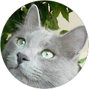 Image Google de laurence Devergne