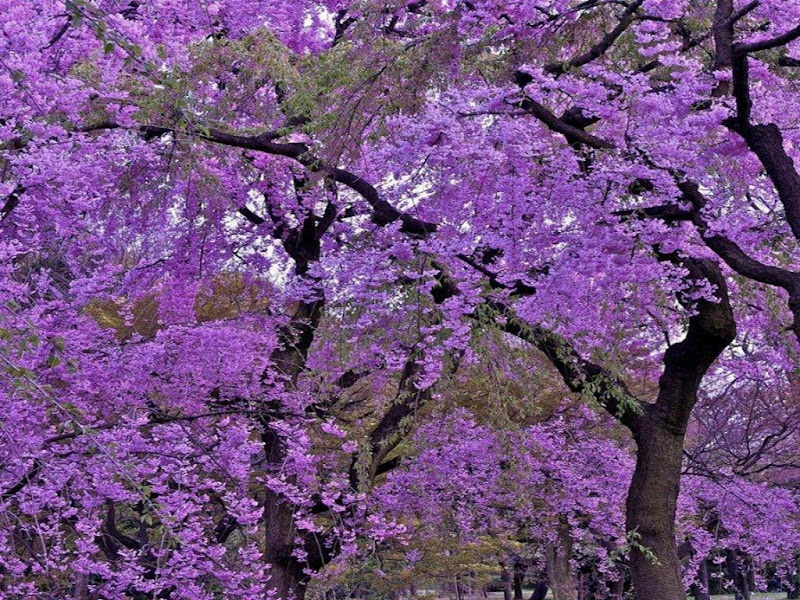 primavera5.jpg