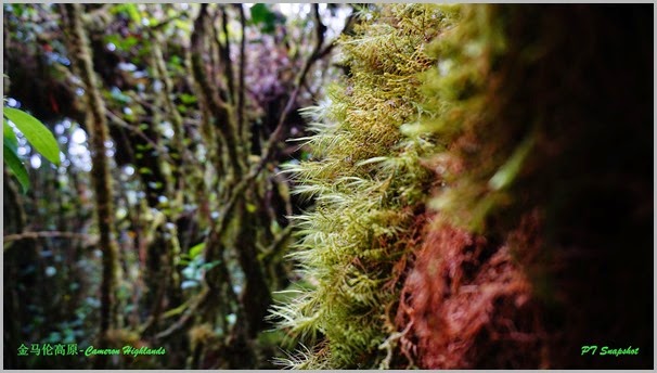 Cameron Highlands Mossy Forest 