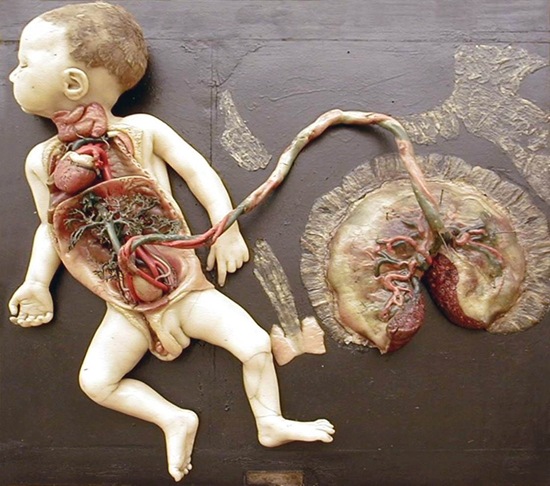 Neonato, cordone ombelicale e placenta (cera Giuseppe Astorri, Bologna)