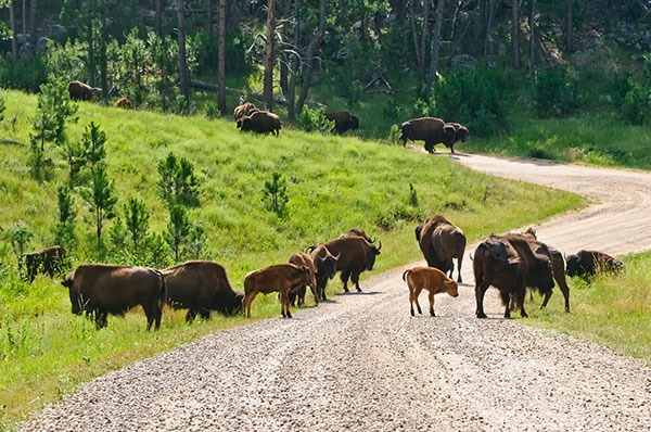 [2011Jul31_Custer_State_Park_bison-2%255B3%255D.jpg]
