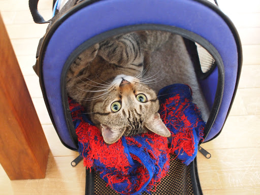 [写真]猫小屋でリラックスするグスタフ