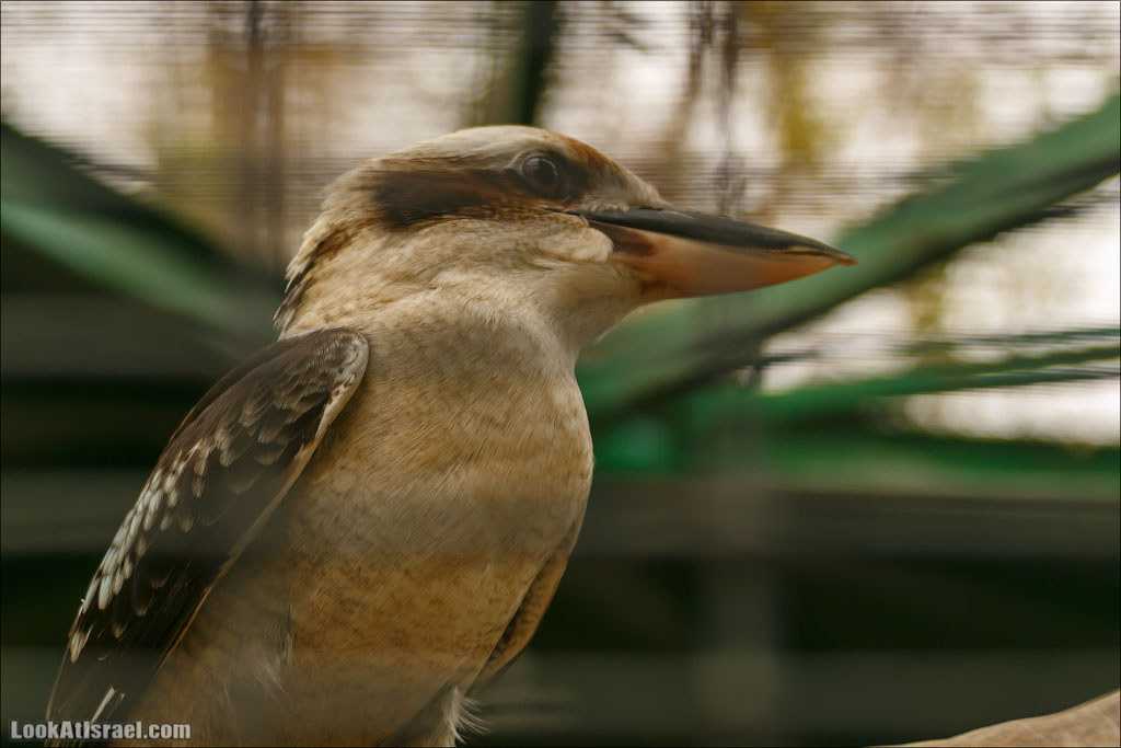 Ган Гуру - парк с кенгуру и другими австралийскими животными | Gan Guru | גן גורו | LookAtIsrael.com - Фото путешествия по Израилю